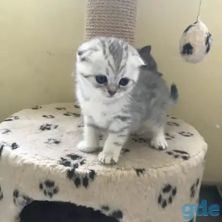 Шотландские вислоухие котята, фотография 9