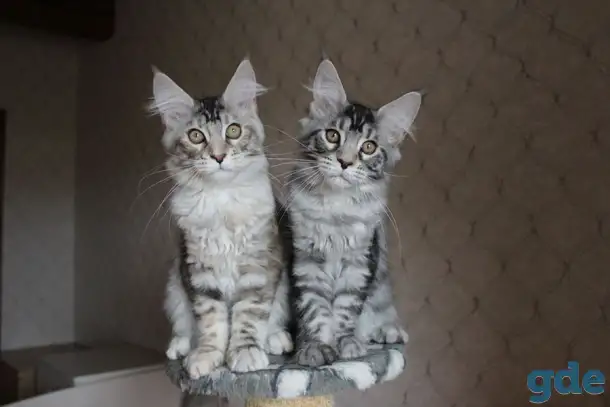 Котята мейн кун!, фотография 3
