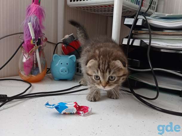Шотландский вислоухий котенок, фотография 6