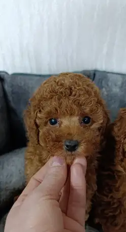Той пудель Ред браун, фотография 1