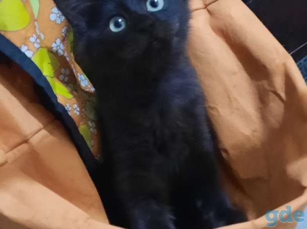 Котята бесплатно., фотография 6