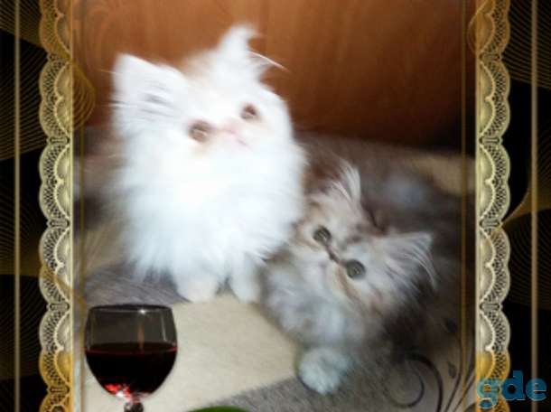 Персидские котята. Персы., фотография 8