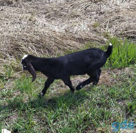 Продается козлик, фотография 1