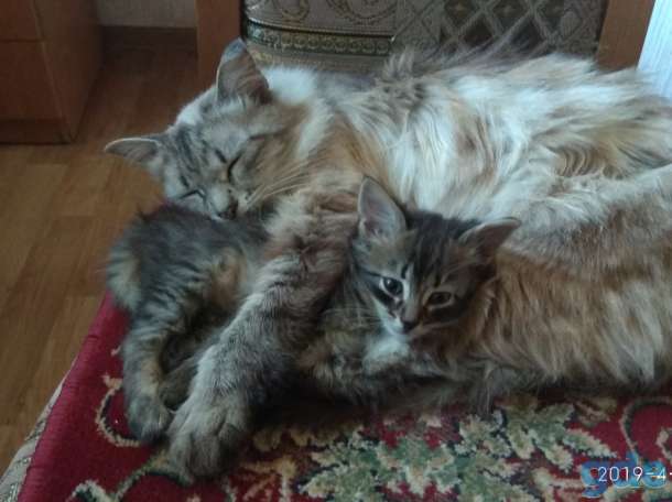 Котенок в дар, фотография 5