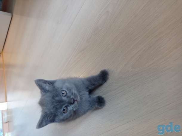 Продажа чистопородных британских котят, фотография 3