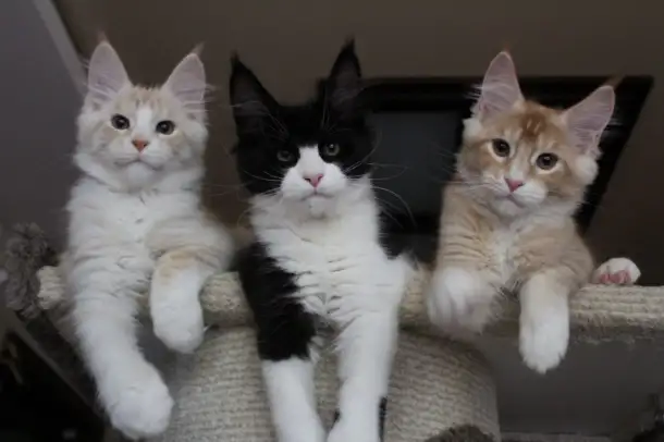 Котята мейн кун!, фотография 2