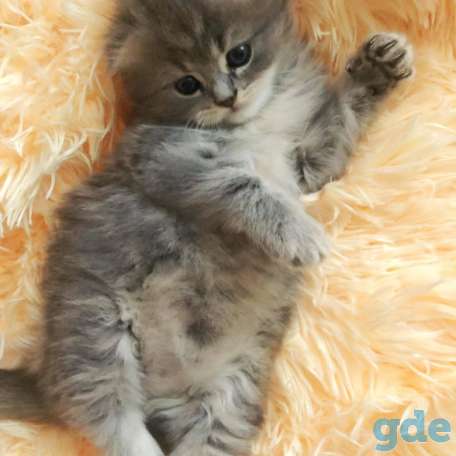Шотландские котята, фотография 5