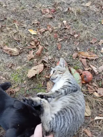 Котенок в дар, фотография 4