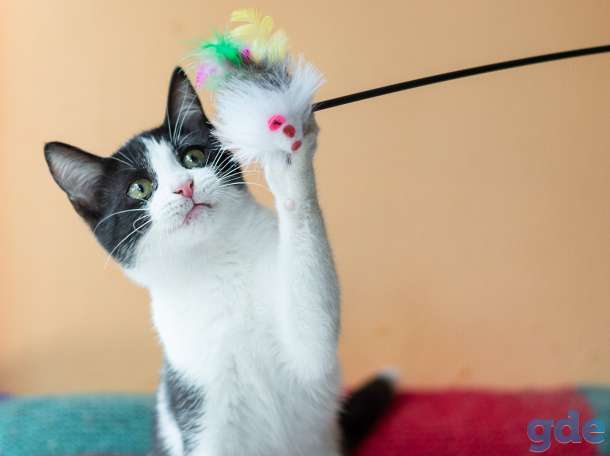 Котенок в дар, фотография 1