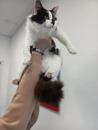 Кот ТИМОХА ищет дом, фотография 1