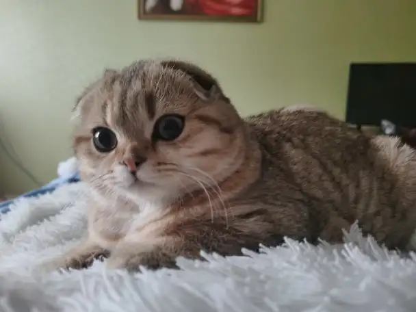 Продам котенка, фотография 3