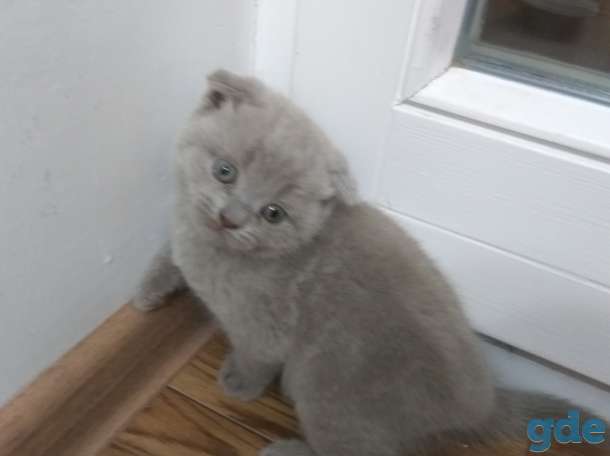 Шотландские котята, фотография 2