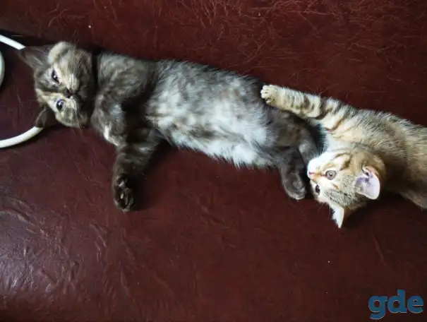 Скоттиш-страйт котята, фотография 5