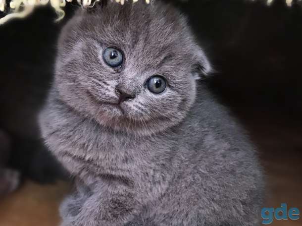 Котятки милашки, фотография 2