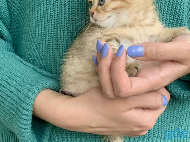 Шикарный шотландский котёнок, фотография 10