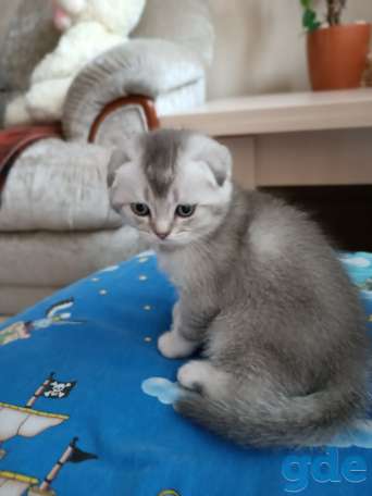 Котята шотландские, фотография 8