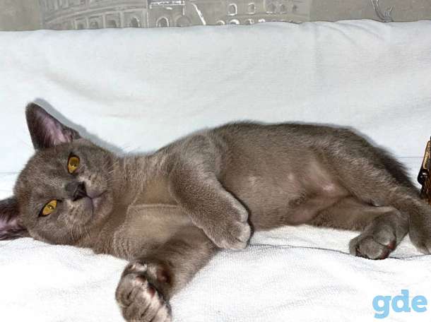 Котята Европейской бурмы, фотография 5