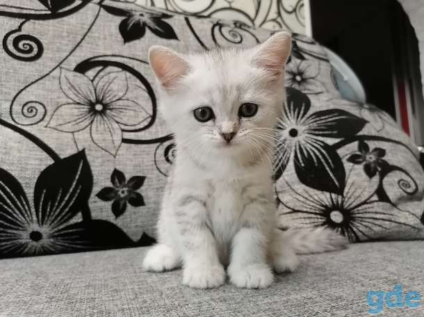 Котёнок, фотография 1