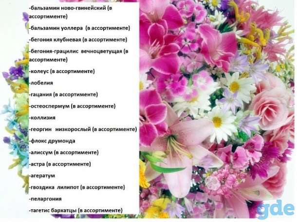 продам рассаду цветов, фотография 2