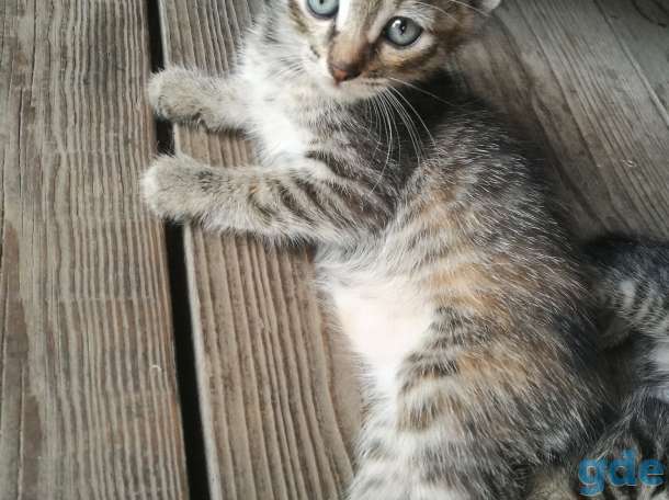 Котята. БЕСПЛАТНО., фотография 5