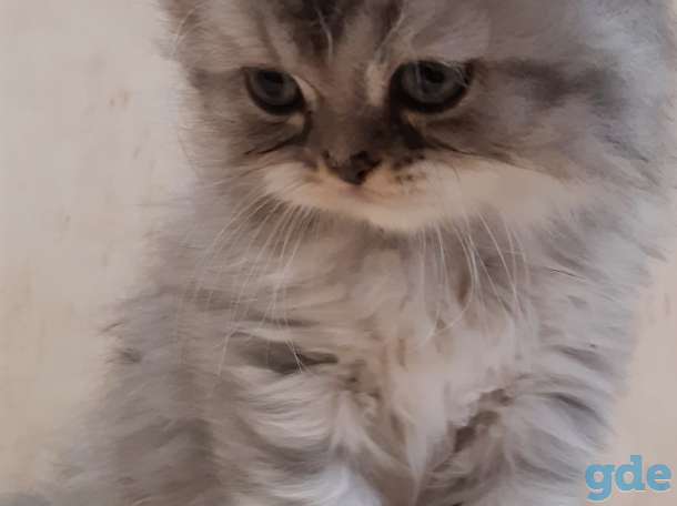 Шотландские котята, фотография 1