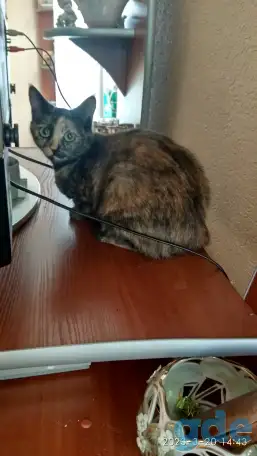 Котята в дар, фотография 1