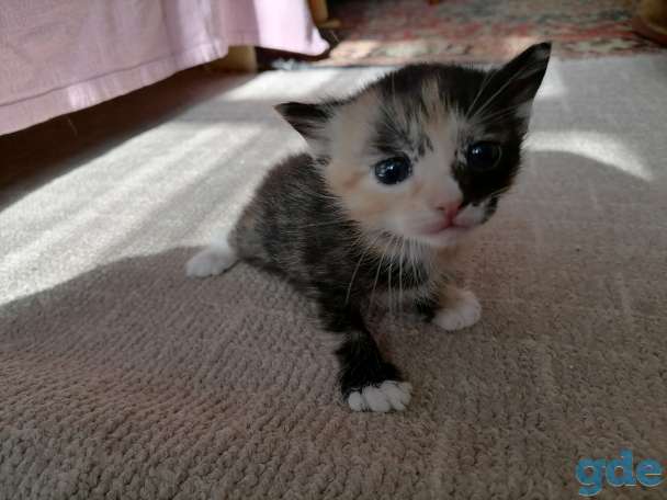 Котята, фотография 2