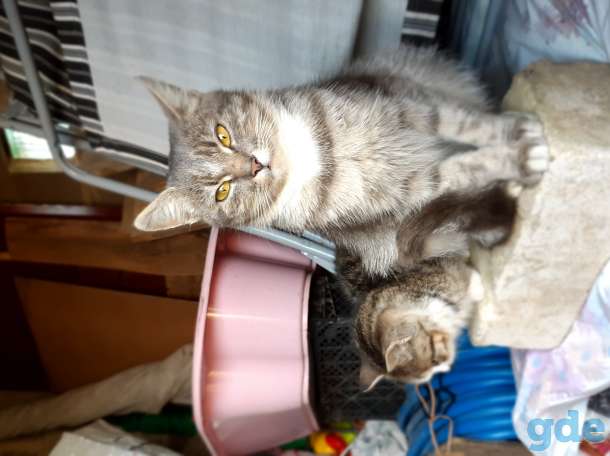 Кошка и котенок ищут дом, фотография 1