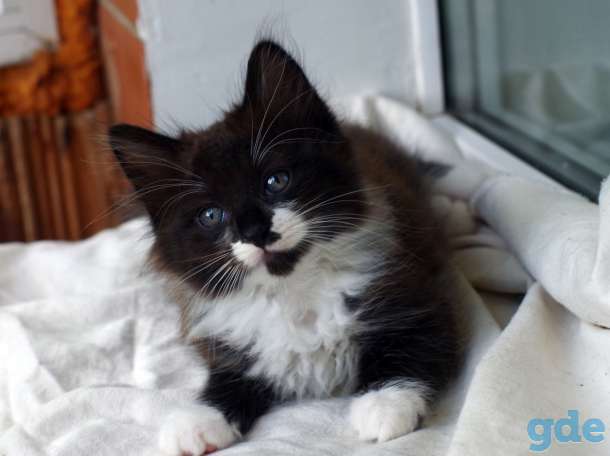 Котенок в дар, фотография 5