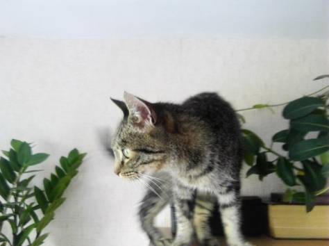 Отдам кошку, фотография 2