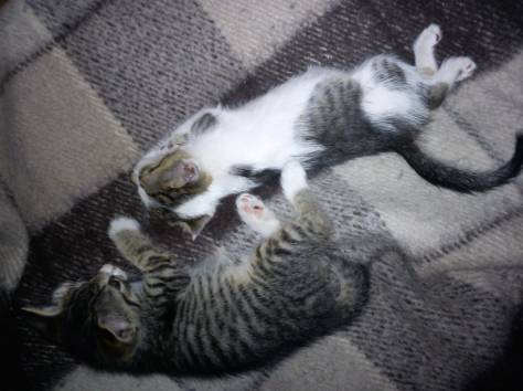 Отдам котят в добрые руки, фотография 2
