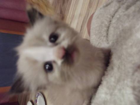 Пушистые котята, фотография 8