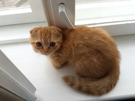 Шотландские вислоухие котята, фотография 2