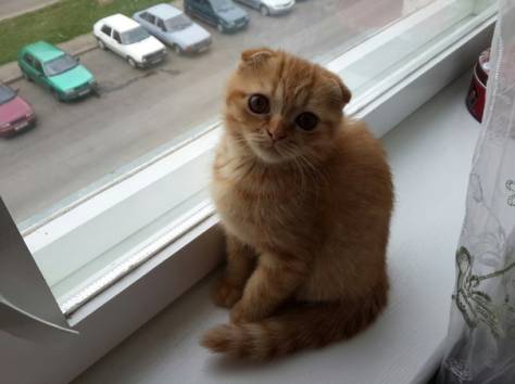 Шотландские вислоухие котята, фотография 5