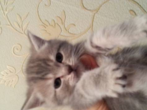 Британские котята, фотография 1