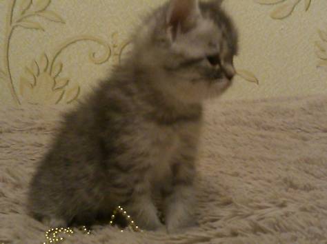 Британские котята, фотография 2