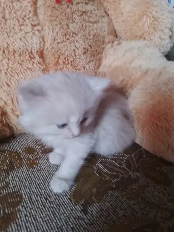 британские котята, фотография 1
