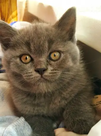 Шотландские котята, фотография 1