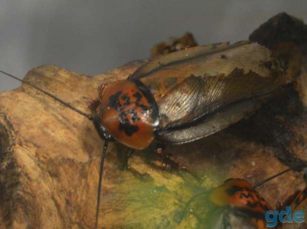 Eublaberus posticus кормовой корм для рептилий,пауков,и т.п., фотография 2