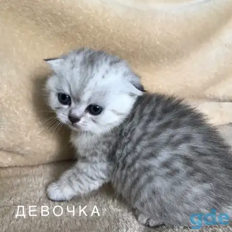 Шотландские вислоухие котята, фотография 2