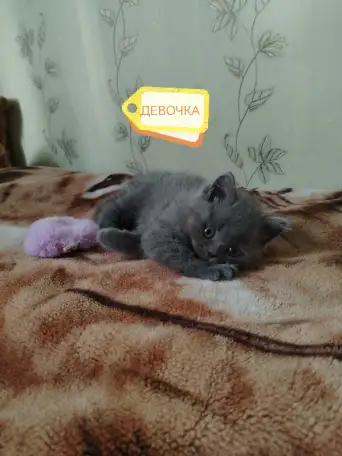 Продаю шотландских вислоухих и прямоухих котят, фотография 5