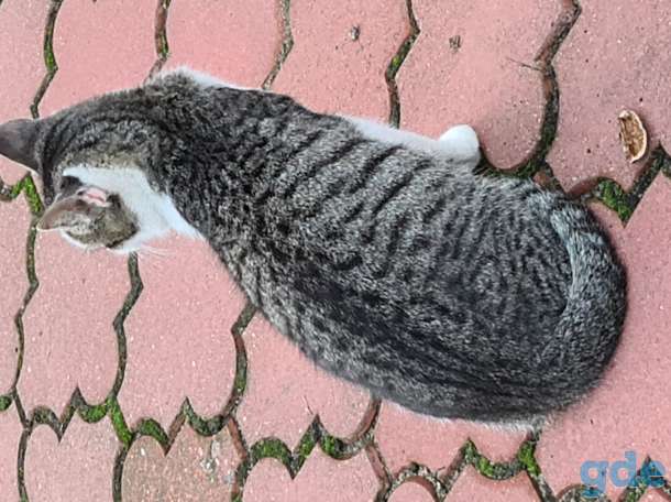 Милые котики ищут дом, 4 месяца, фотография 6