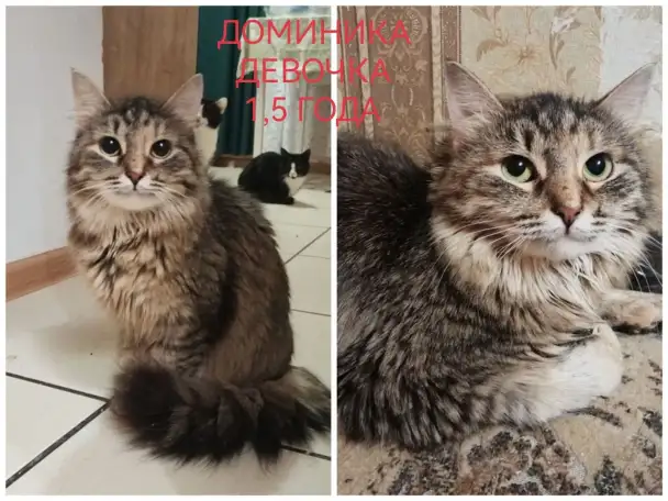 ПОЖАЛУЙСТА, НЕ ПРОХОДИТЕ МИМО!!!, фотография 5