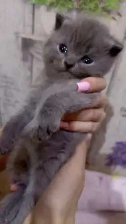 Британские котята, фотография 1