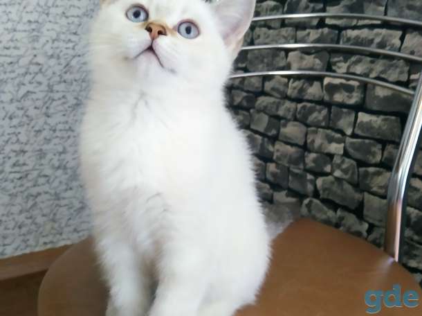 Котенок, фотография 5