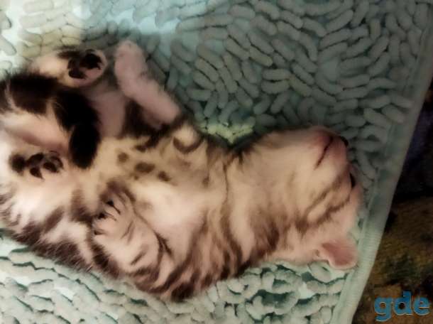 Шотландские котята, фотография 8