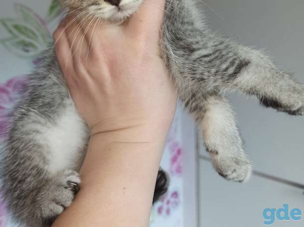 Котята, фотография 7