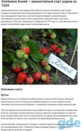 Саженцы клубники по технологии фриго, фотография 8