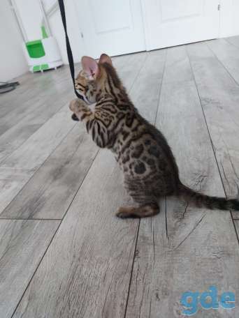 Бенгальские кошечки, фотография 3