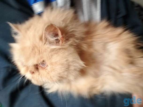 Персидский котик ищет дом, фотография 3